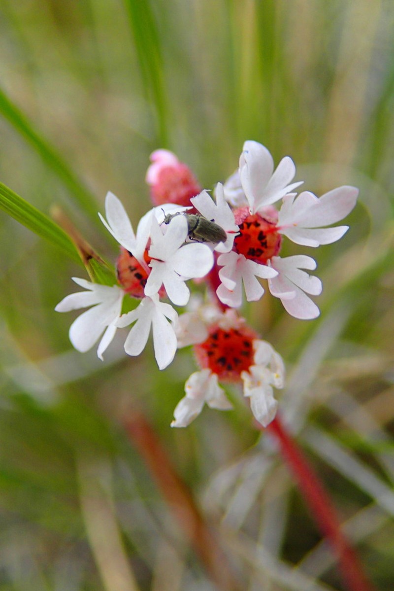 Smallflower Woodland-Star photo 2