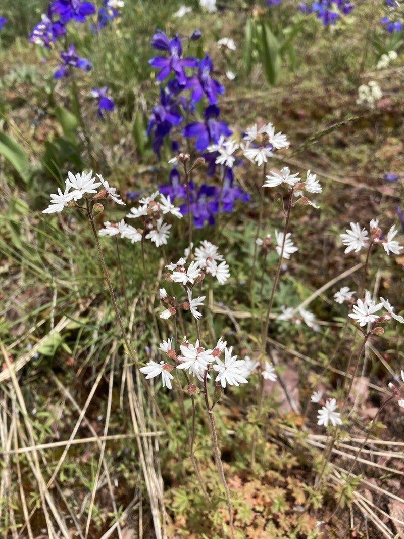 Smallflower Woodland-Star photo 3
