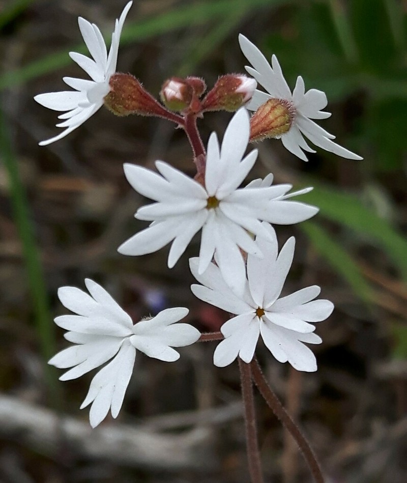 Smallflower Woodland-Star photo 4
