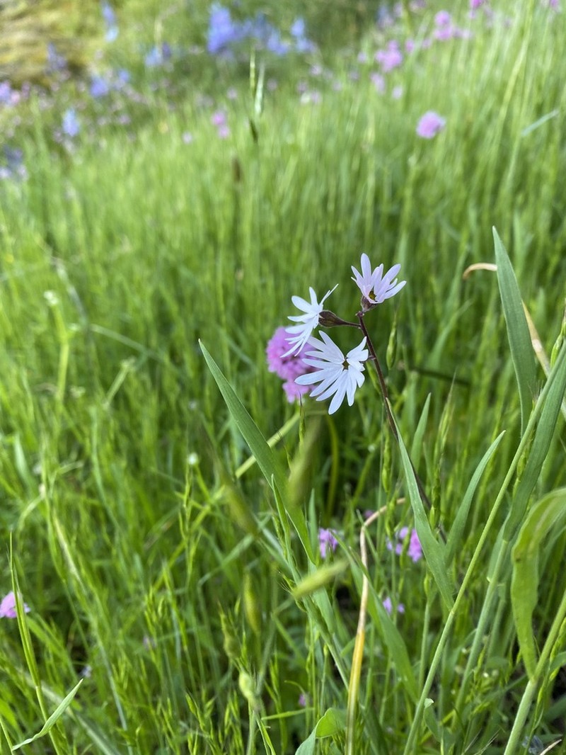 Smallflower Woodland-Star photo 6