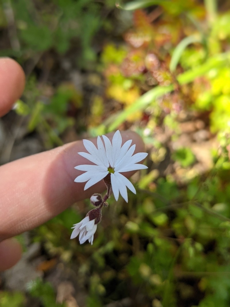 Smallflower Woodland-Star photo 7