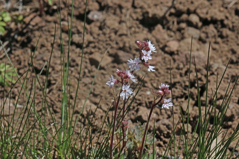 Slender Woodland-Star photo 2