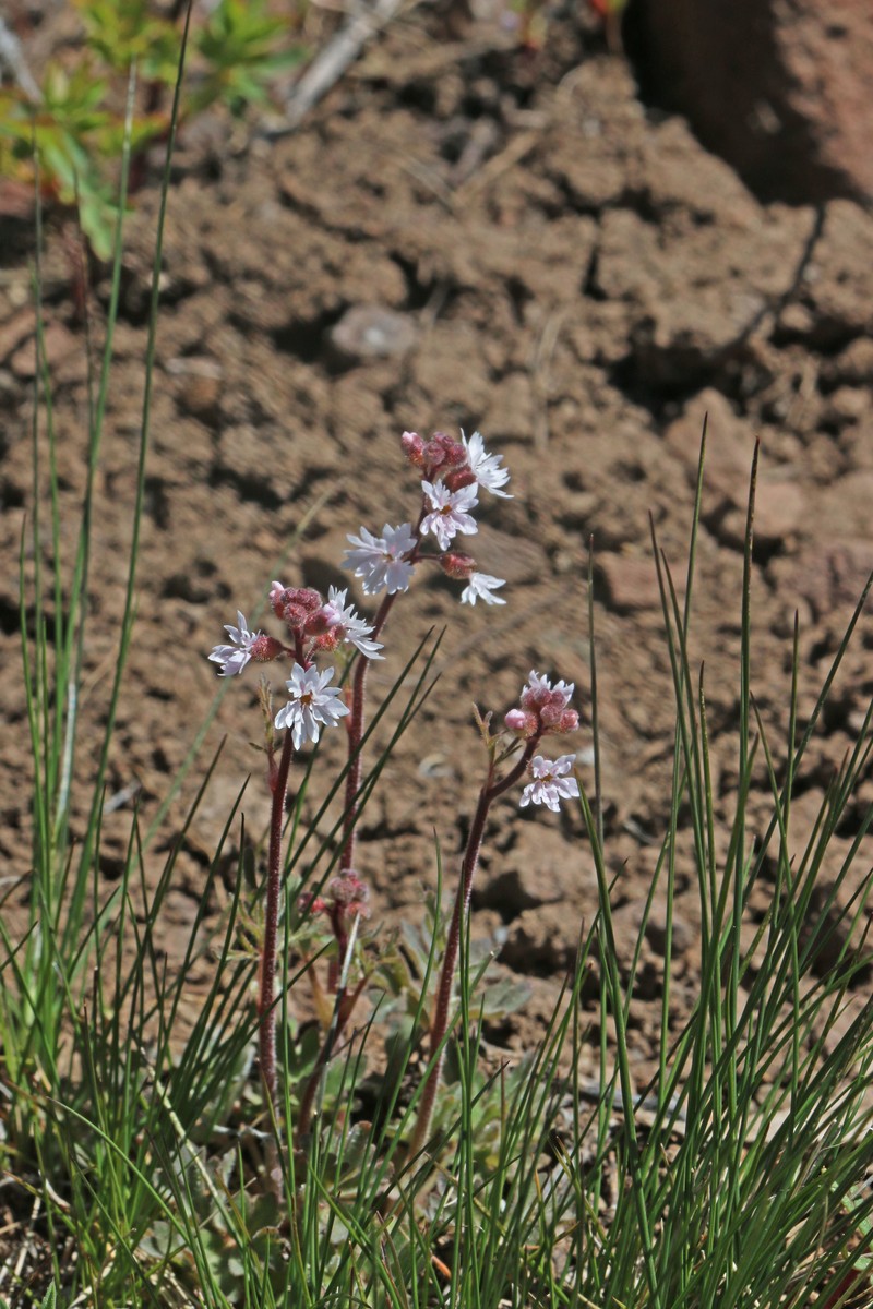 Slender Woodland-Star photo 3