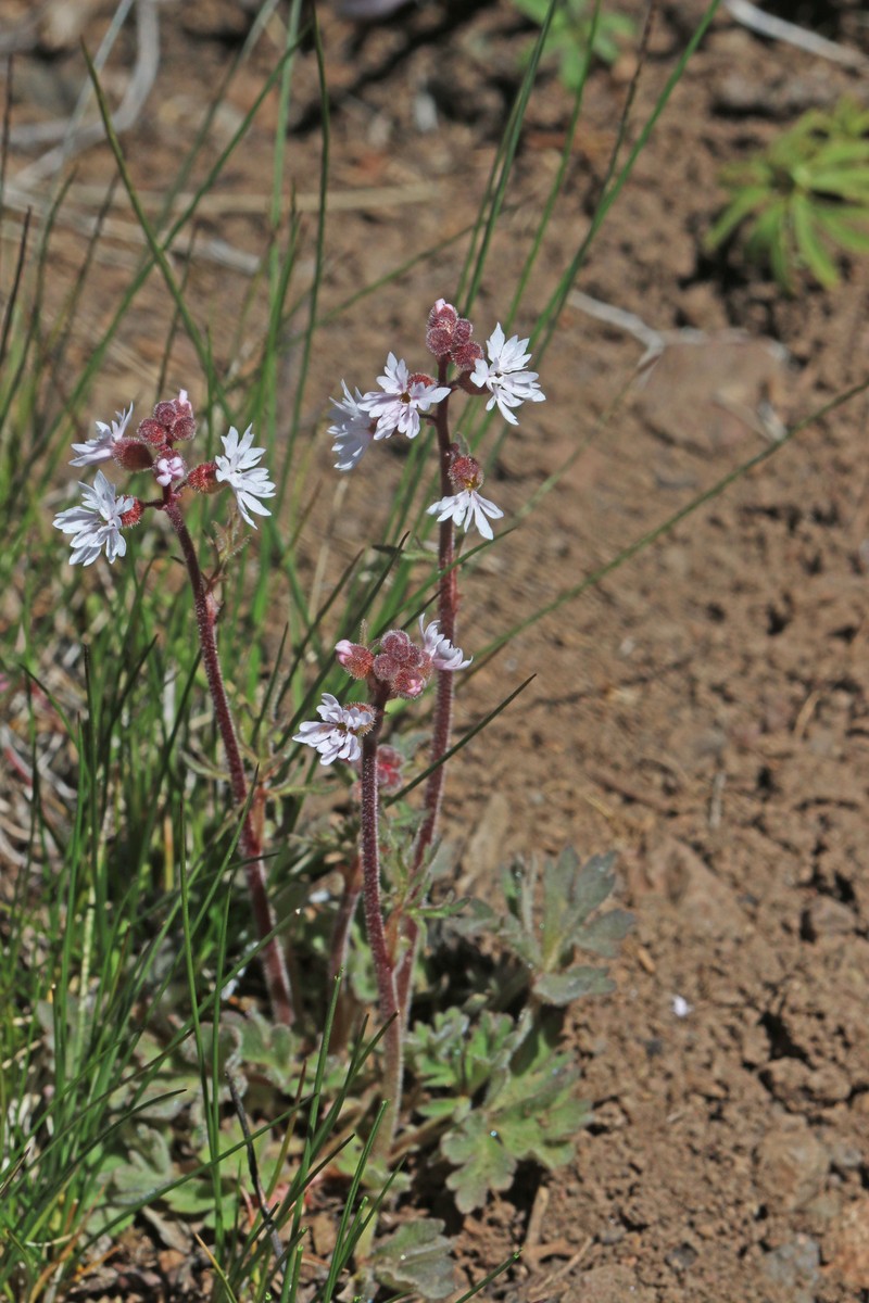 Slender Woodland-Star photo 4