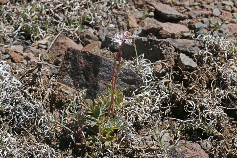 Slender Woodland-Star photo 5