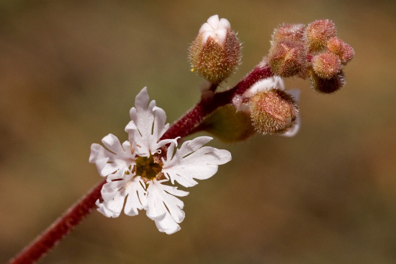 Slender Woodland-Star photo 6