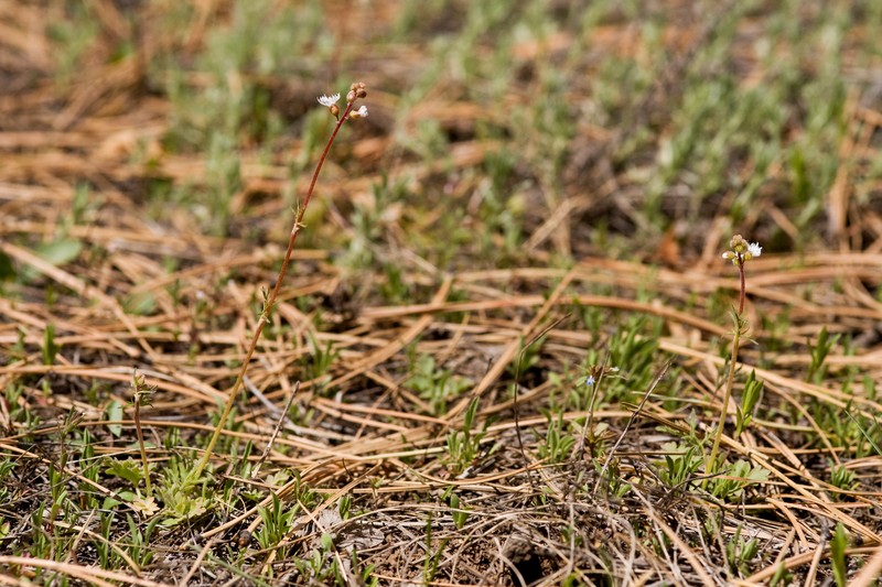 Slender Woodland-Star photo 7
