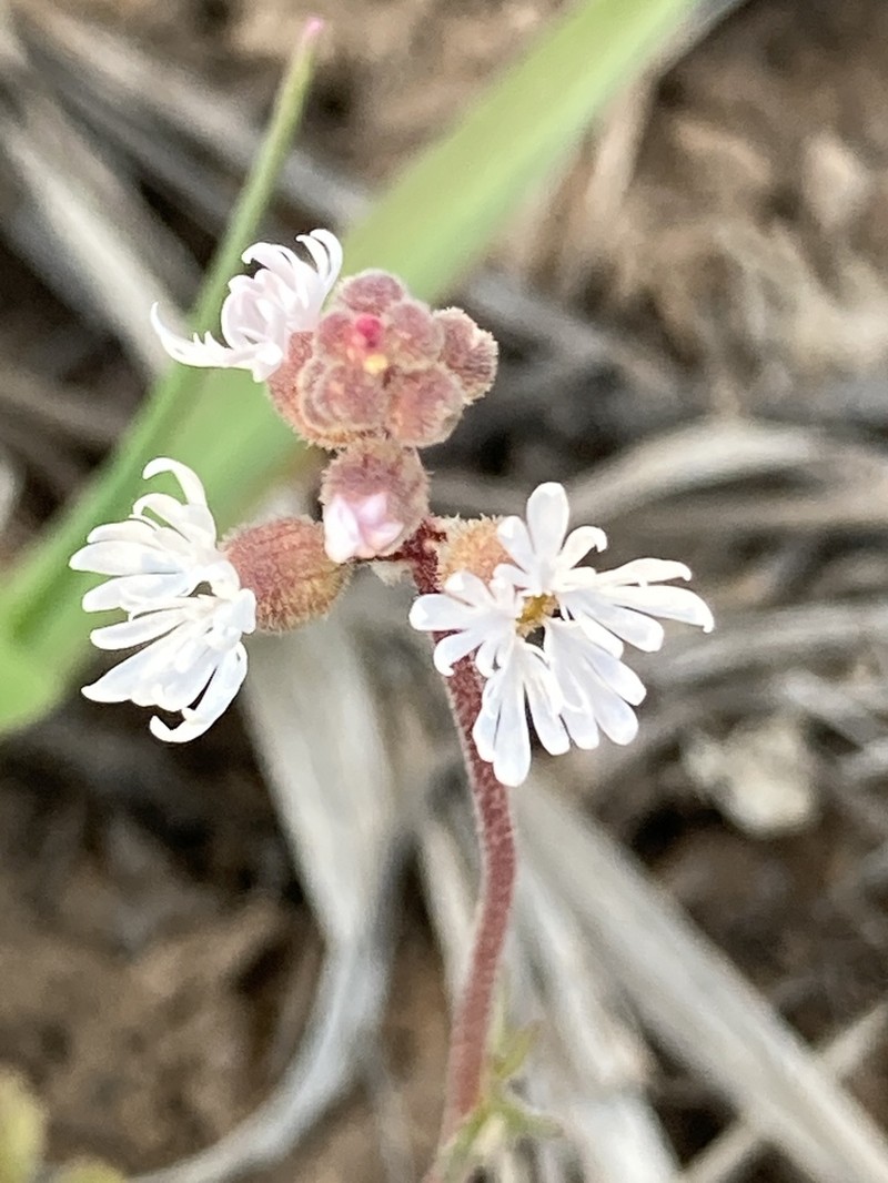 Slender Woodland-Star