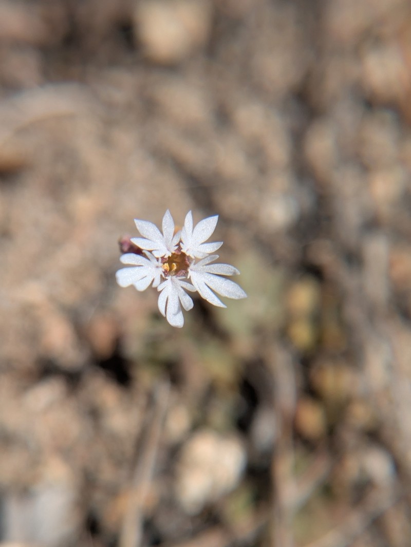 Slender Woodland-Star photo 2