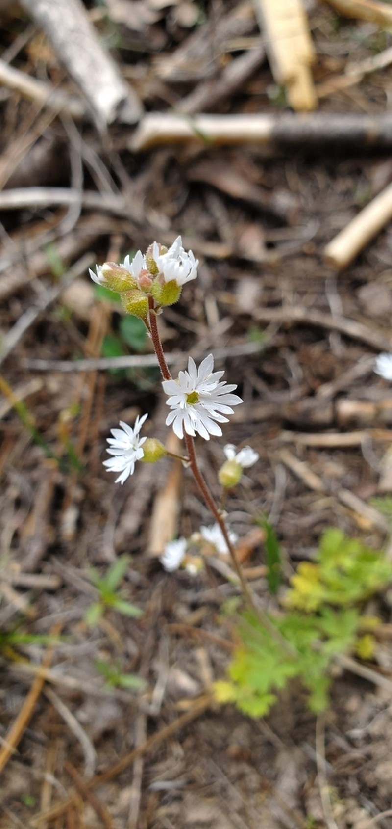 Slender Woodland-Star photo 3