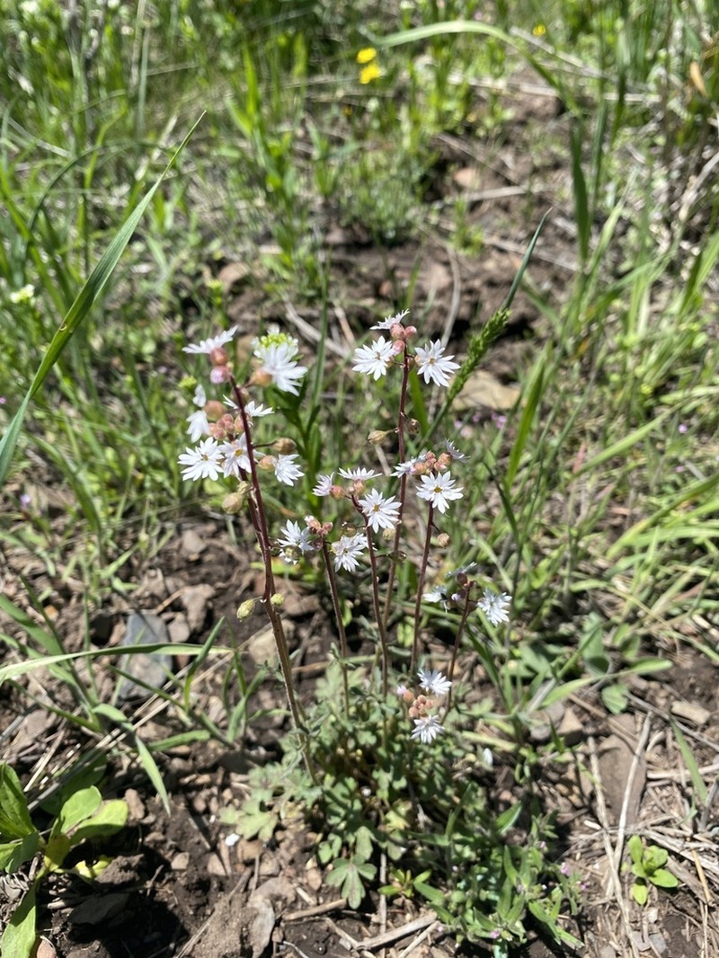 Slender Woodland-Star photo 4