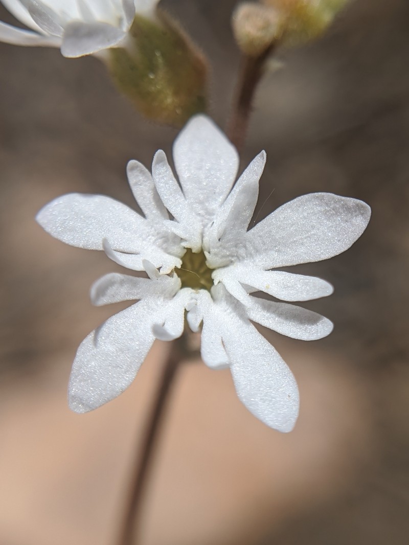 Slender Woodland-Star photo 5