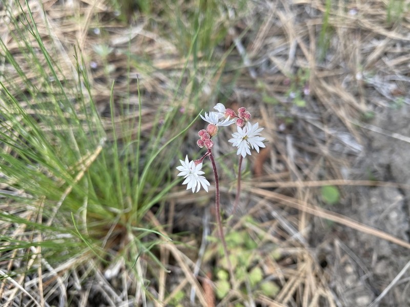 Slender Woodland-Star photo 6