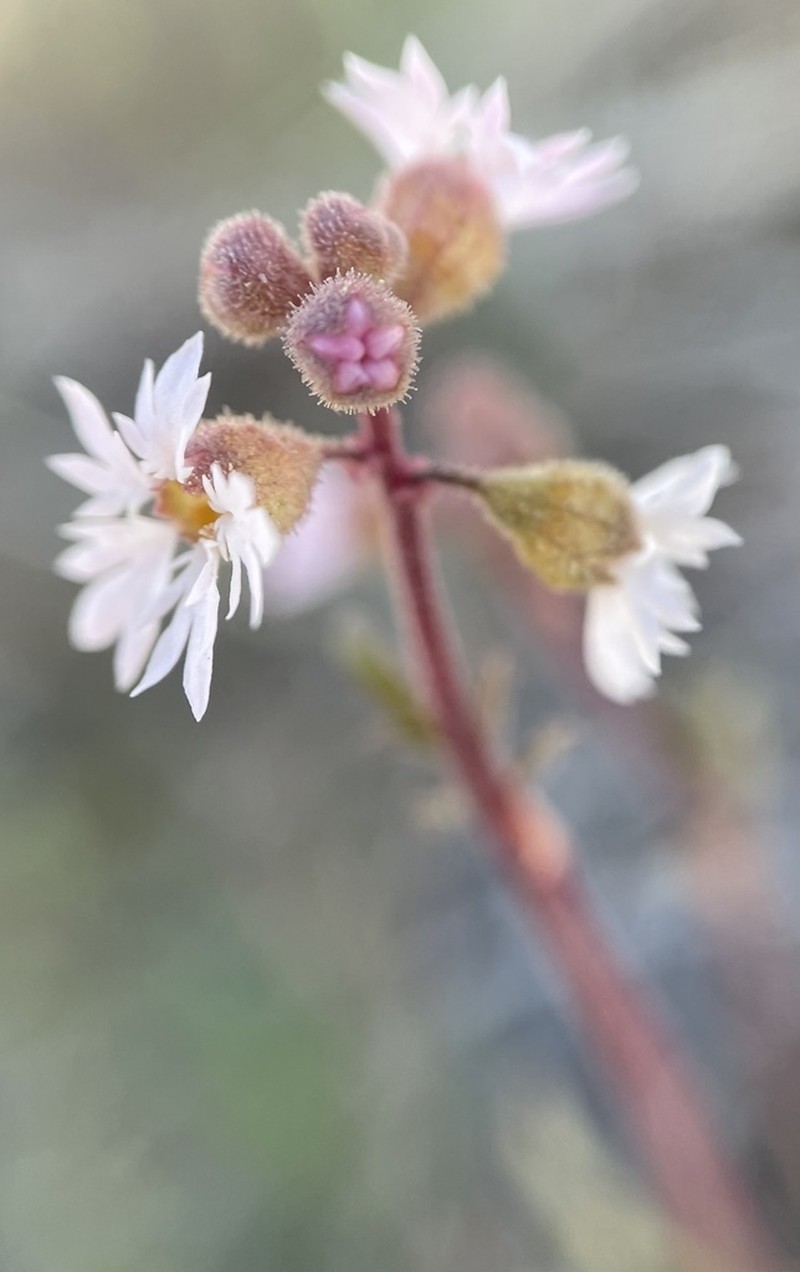 Slender Woodland-Star photo 7