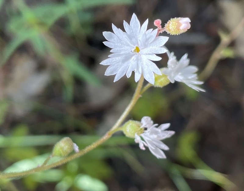 Slender Woodland-Star photo 8