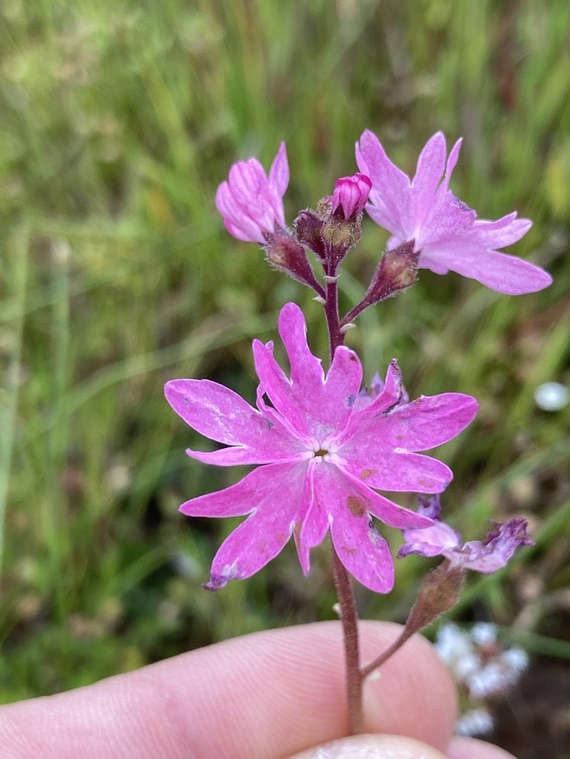 Lithophragma trifoliatum