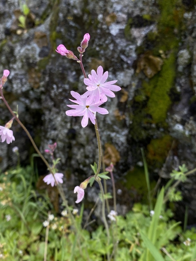 Lithophragma trifoliatum photo 2