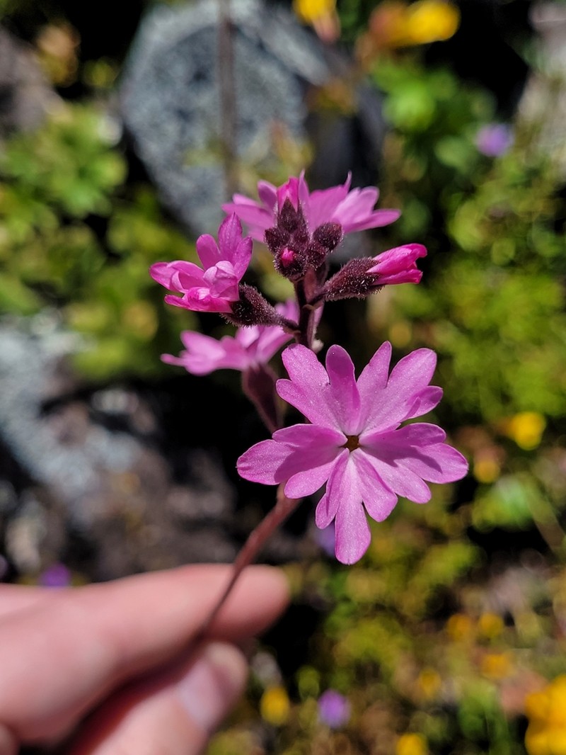 Lithophragma trifoliatum photo 3