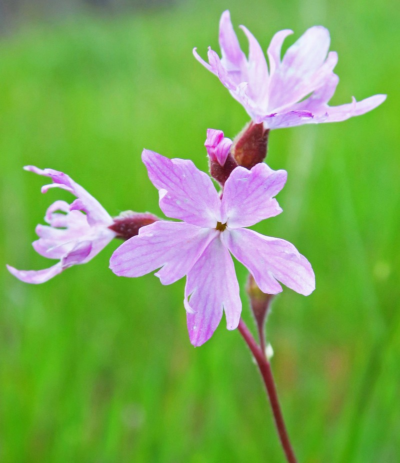 Lithophragma trifoliatum photo 4
