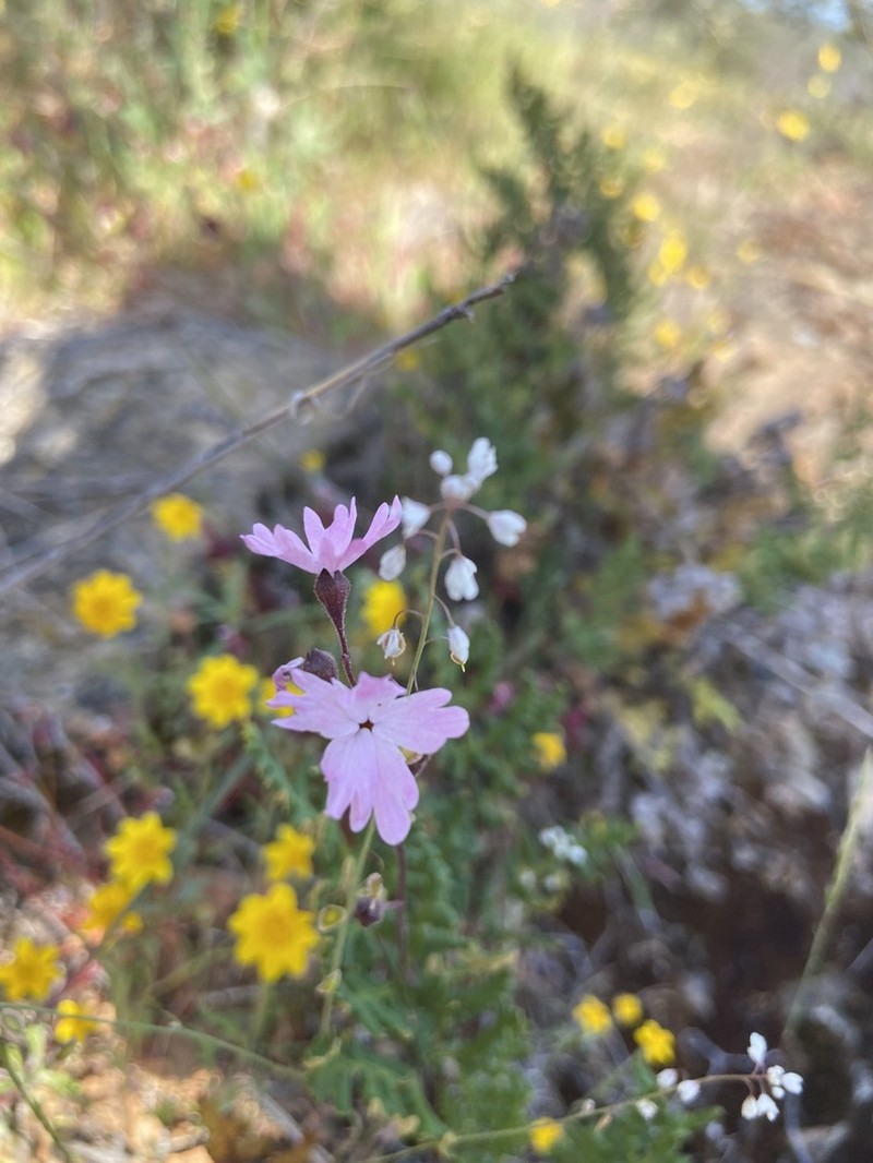 Lithophragma trifoliatum photo 5