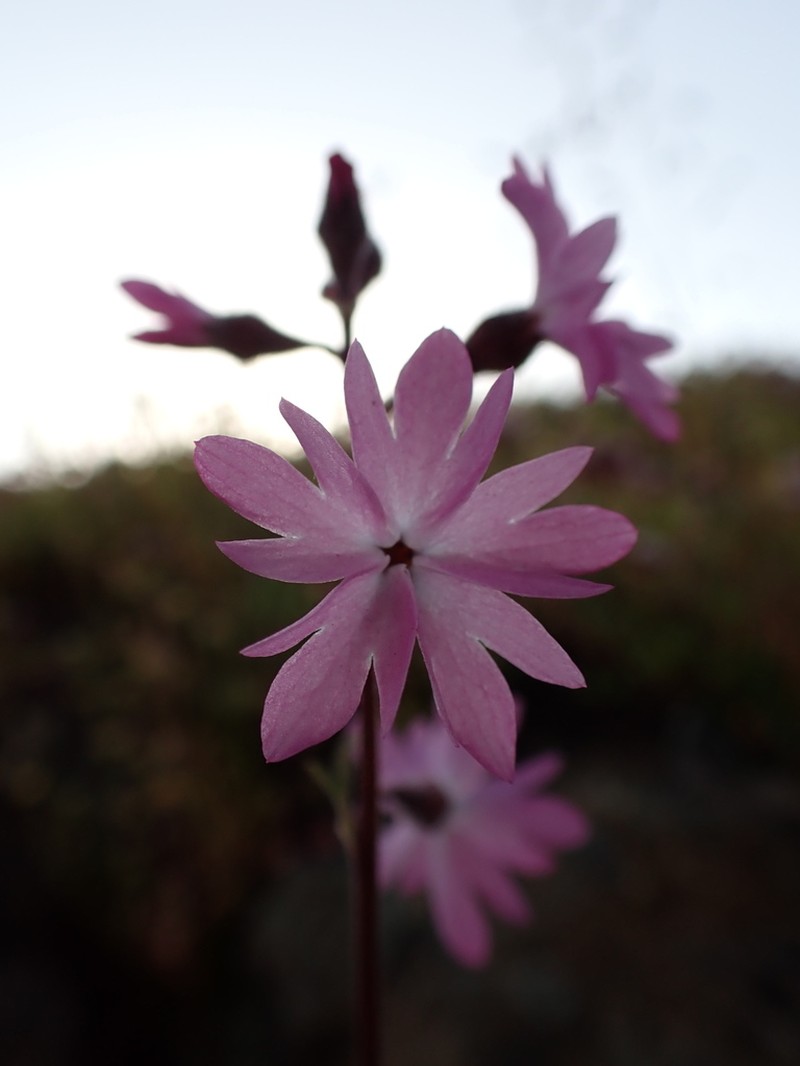 Lithophragma trifoliatum photo 6