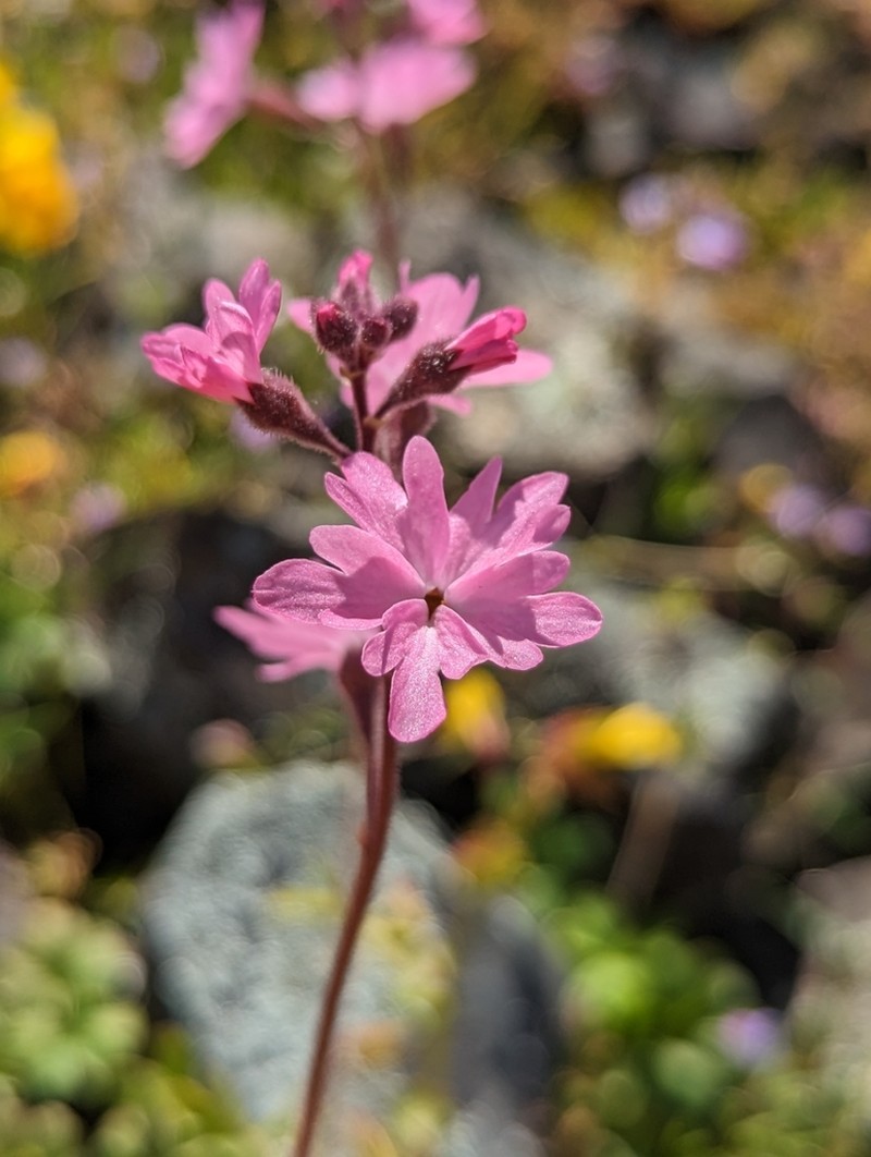 Lithophragma trifoliatum photo 7