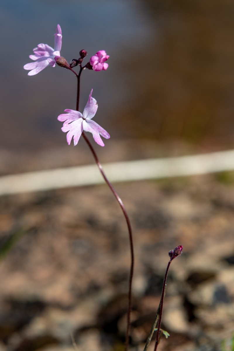 Lithophragma trifoliatum photo 8