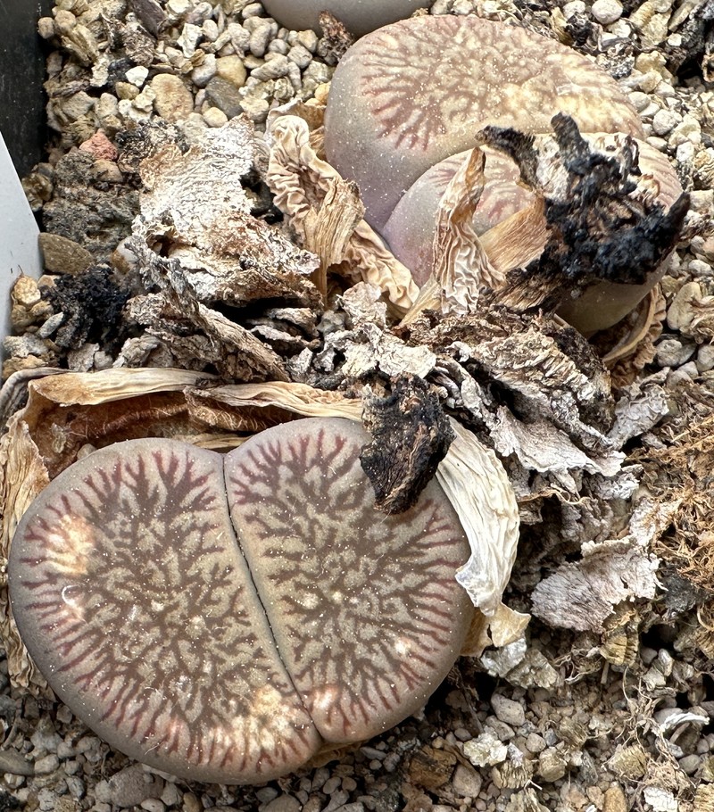 Lithops euniceae