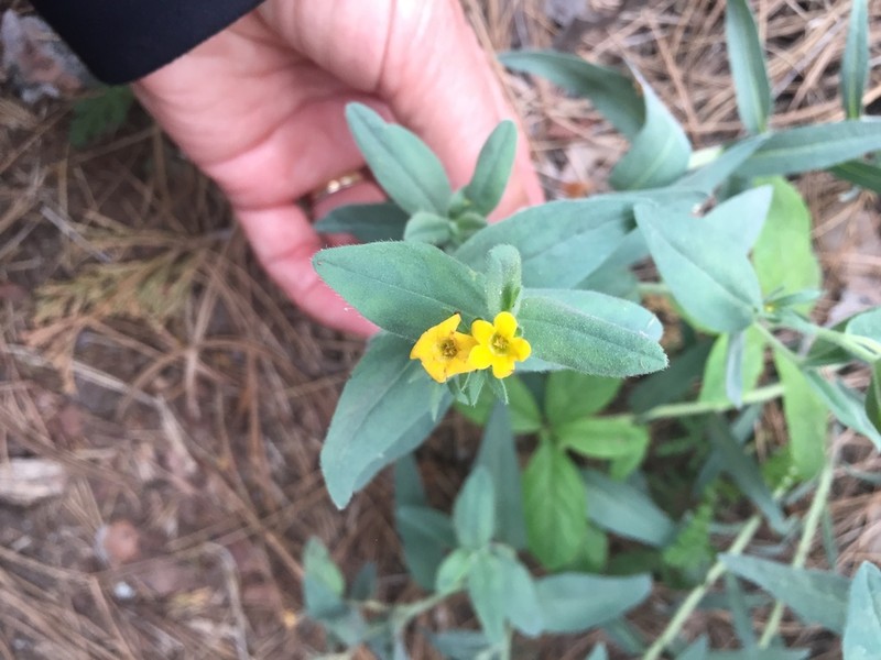 California Stoneseed photo 2