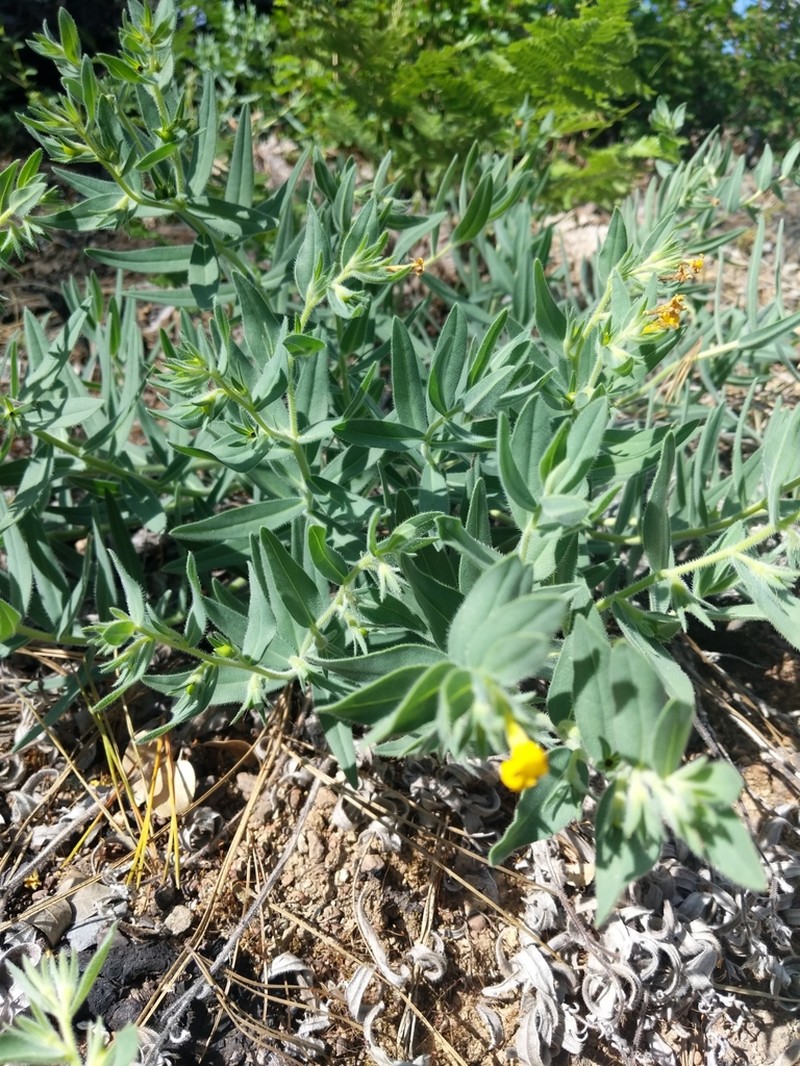 California Stoneseed photo 3