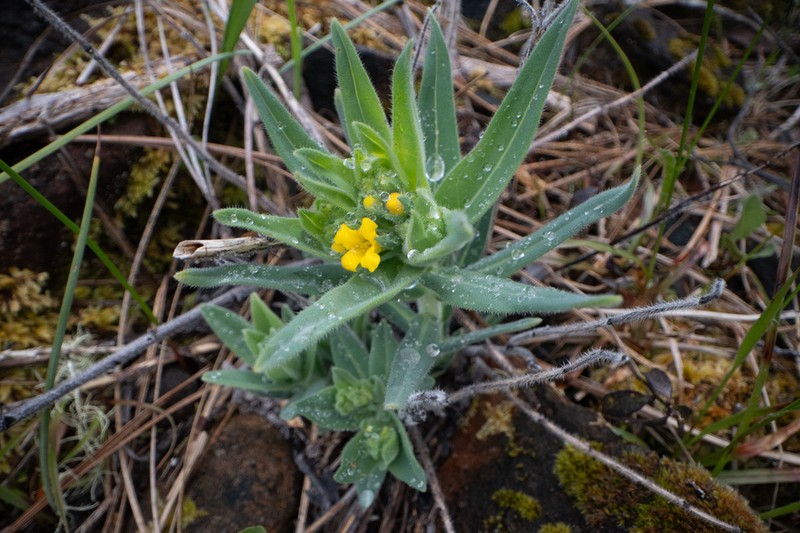 California Stoneseed photo 4
