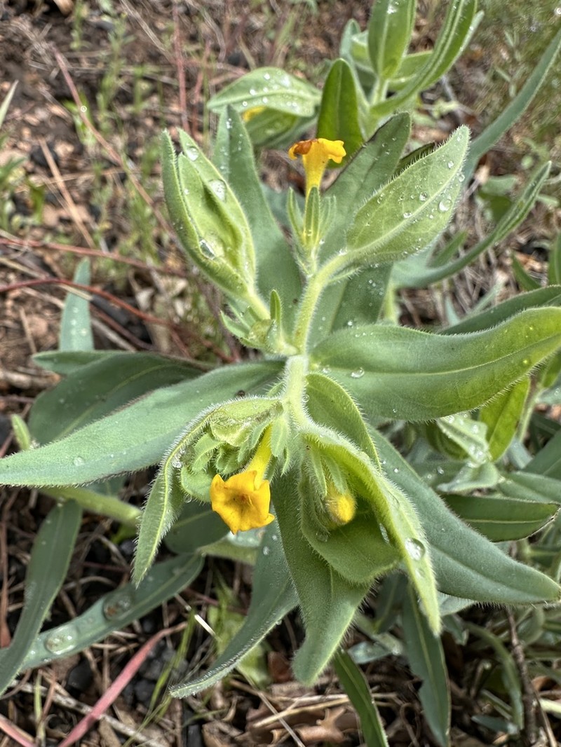 California Stoneseed photo 5