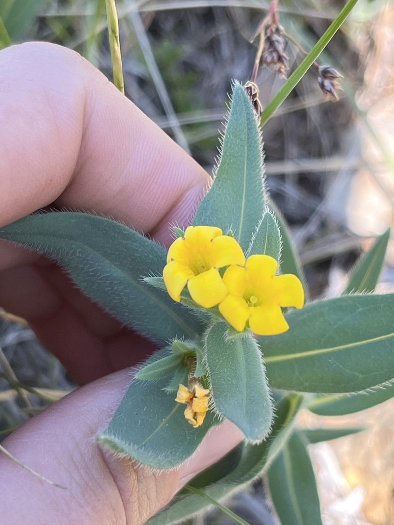 California Stoneseed photo 6