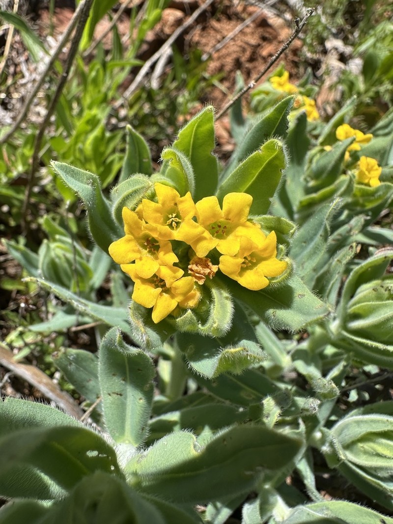 California Stoneseed photo 7