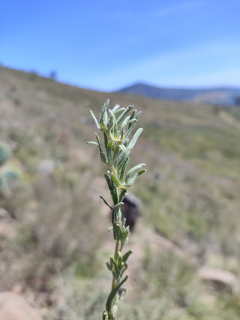 Roundleaf Stoneseed