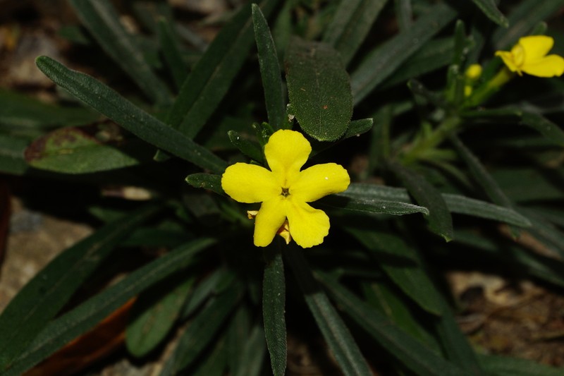 Roundleaf Stoneseed photo 2