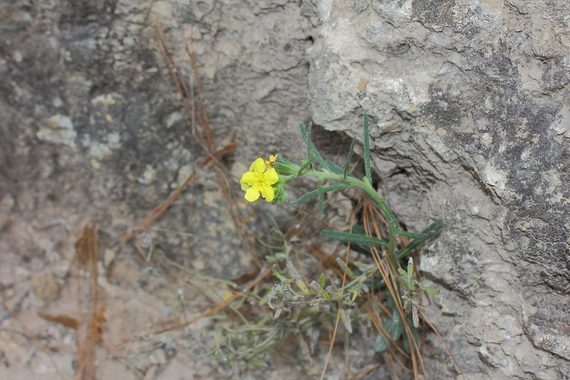 Roundleaf Stoneseed photo 5