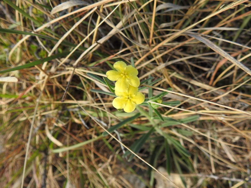 Roundleaf Stoneseed photo 6