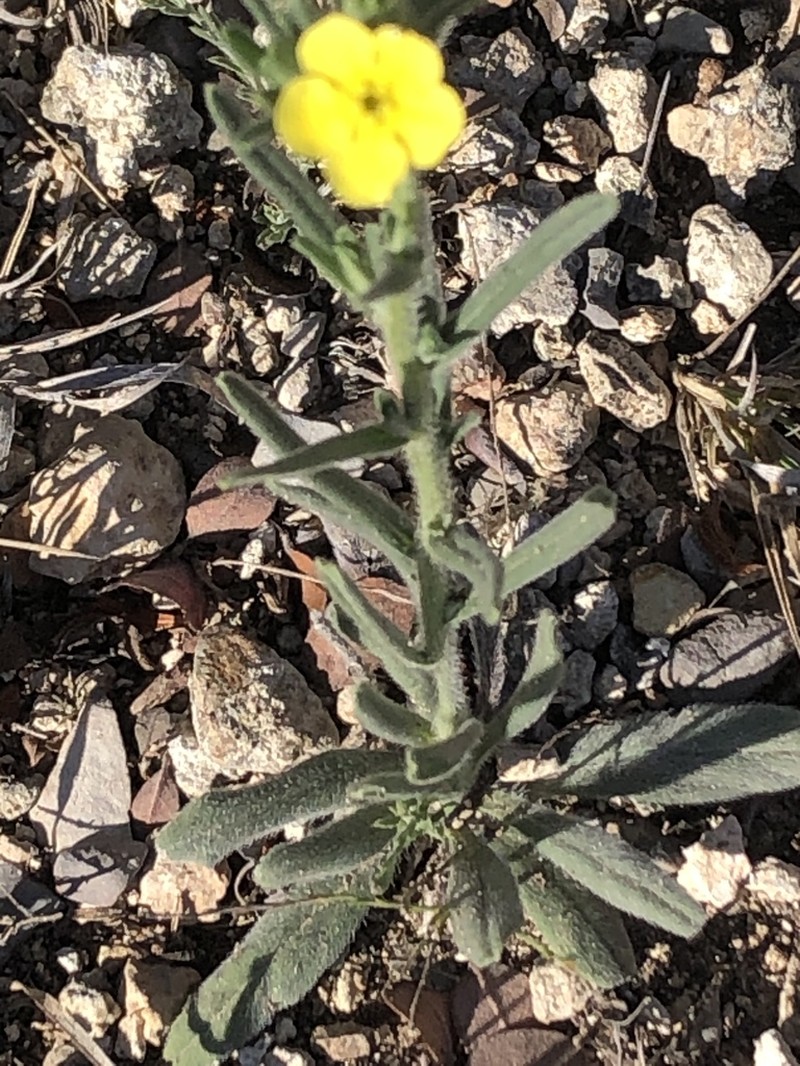 Roundleaf Stoneseed photo 7