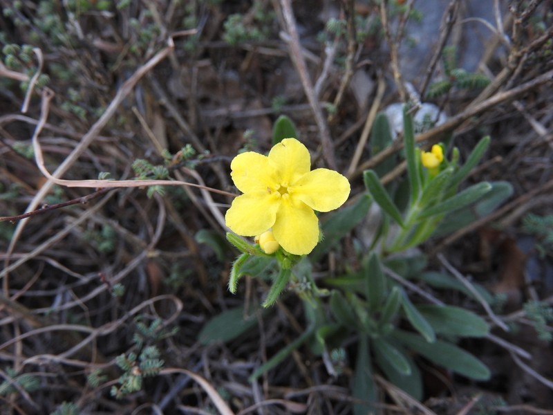 Roundleaf Stoneseed photo 8