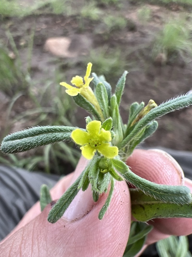 Chinati Stoneseed photo 3