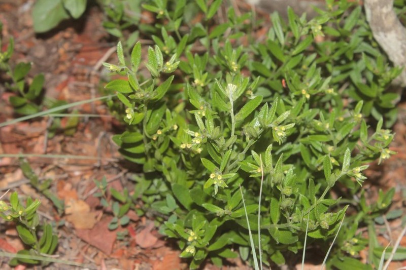 Chinati Stoneseed photo 4