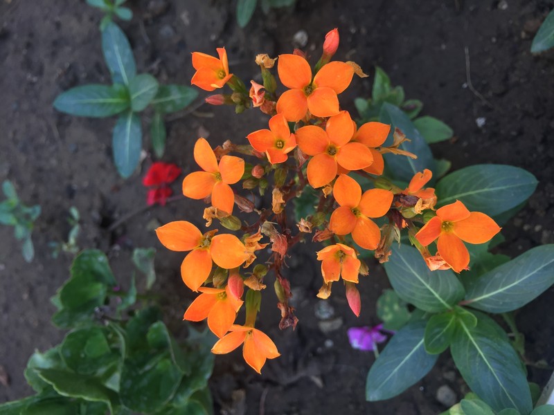 Hoary Puccoon photo 2
