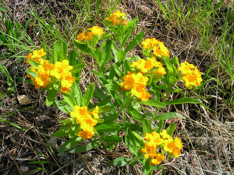Hoary Puccoon photo 3