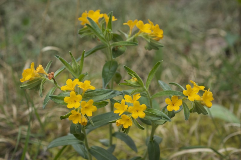 Hoary Puccoon
