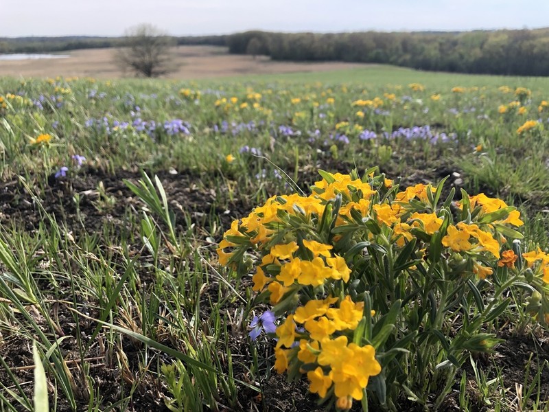 Hoary Puccoon photo 3