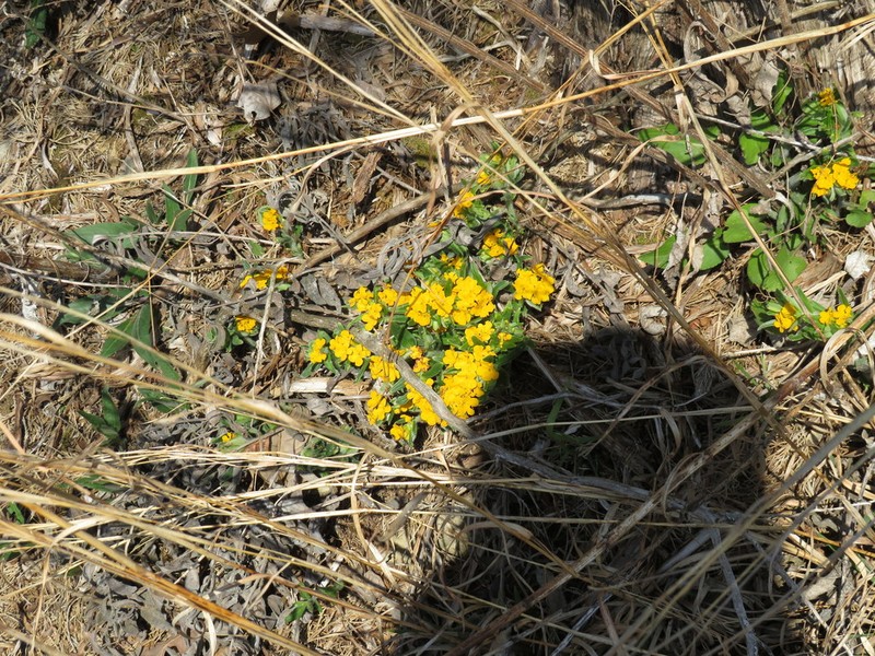 Hoary Puccoon photo 4