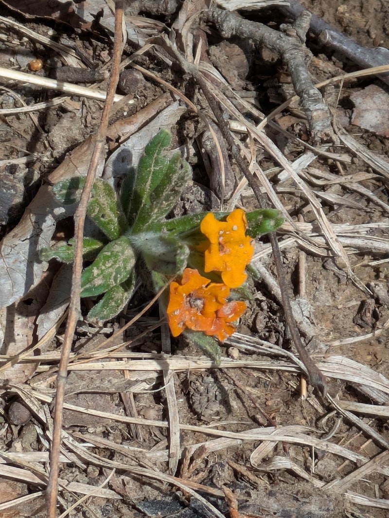 Hoary Puccoon photo 5