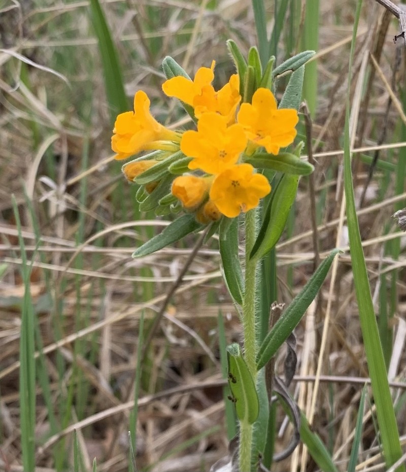 Hoary Puccoon photo 6