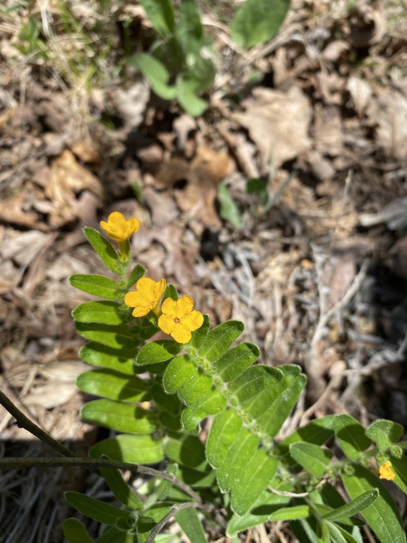 Hoary Puccoon photo 7